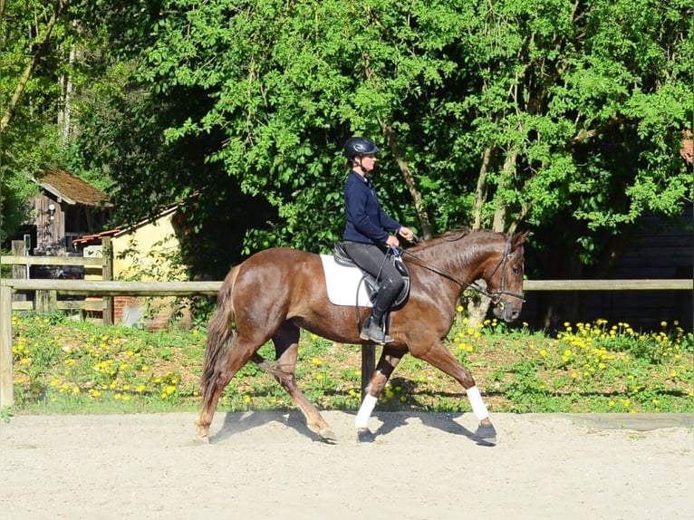 Andalusier Wallach 4 Jahre 164 cm Fuchs in Wellheim