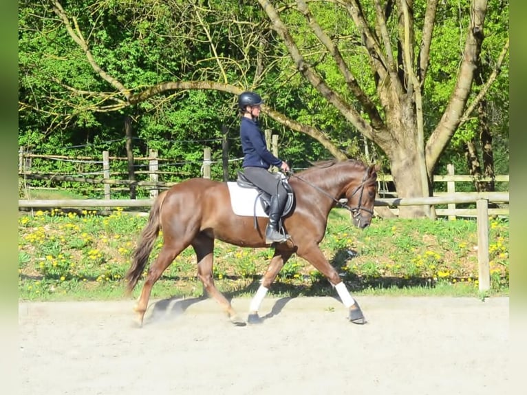 Andalusier Wallach 4 Jahre 164 cm Fuchs in Wellheim