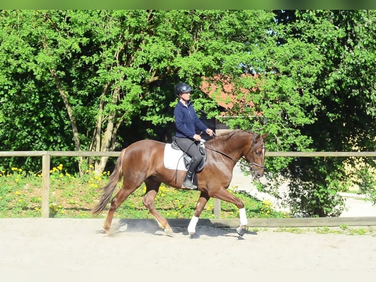 Andalusier Wallach 4 Jahre 164 cm Fuchs in Wellheim