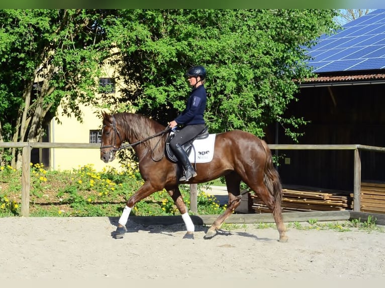 Andalusier Wallach 4 Jahre 164 cm Fuchs in Wellheim