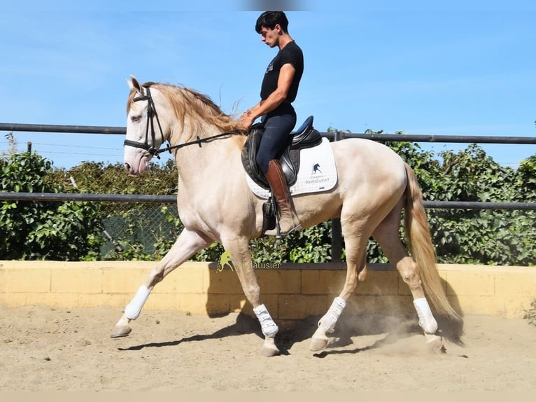 Andalusier Wallach 4 Jahre 164 cm Pearl in Coin