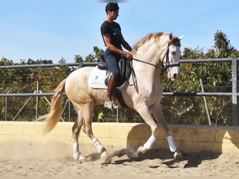 Andalusier Wallach 4 Jahre 164 cm Pearl in Coin