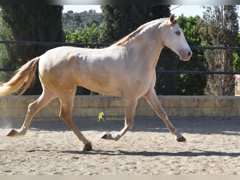 Andalusier Wallach 4 Jahre 164 cm Pearl in Coin