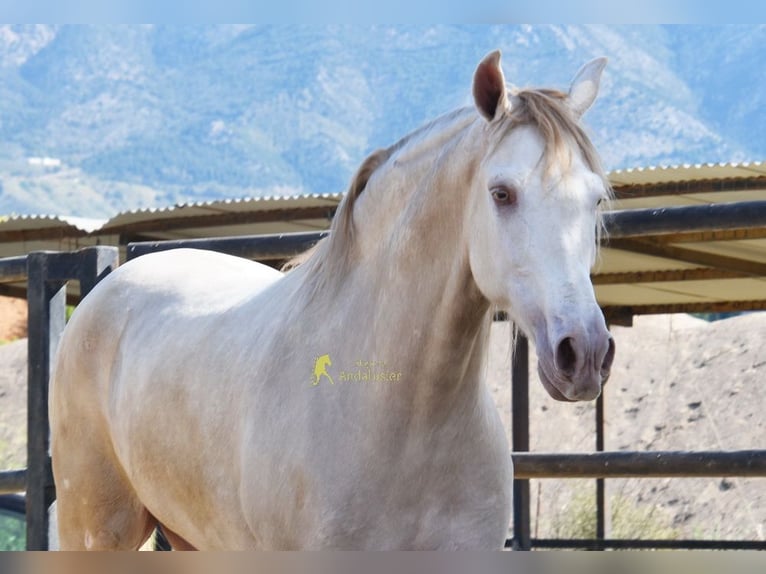 Andalusier Wallach 4 Jahre 164 cm Pearl in Coin