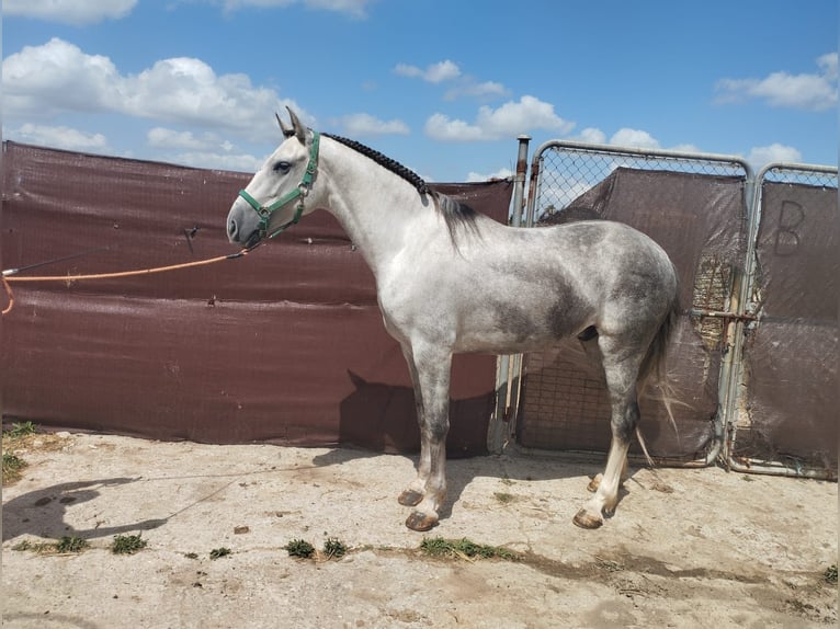 Andalusier Wallach 4 Jahre 164 cm Schimmel in Vejer de la Frontera