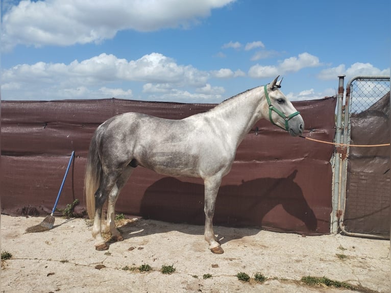 Andalusier Wallach 4 Jahre 164 cm Schimmel in Vejer de la Frontera