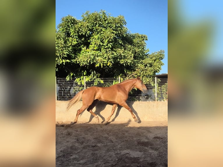 Andalusier Wallach 4 Jahre 165 cm Fuchs in Vejer de la Frontera