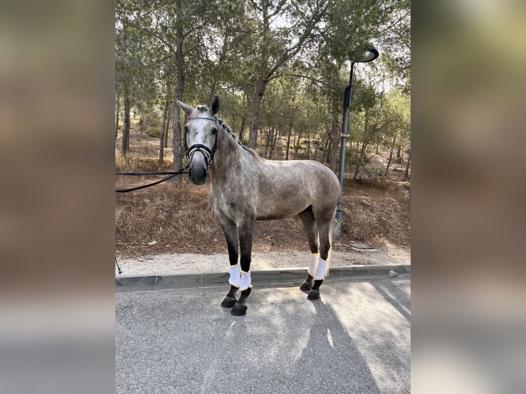 Andalusier Wallach 4 Jahre 165 cm Schimmel in Palma del Rio