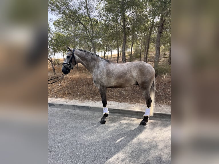 Andalusier Wallach 4 Jahre 165 cm Schimmel in Palma del Rio