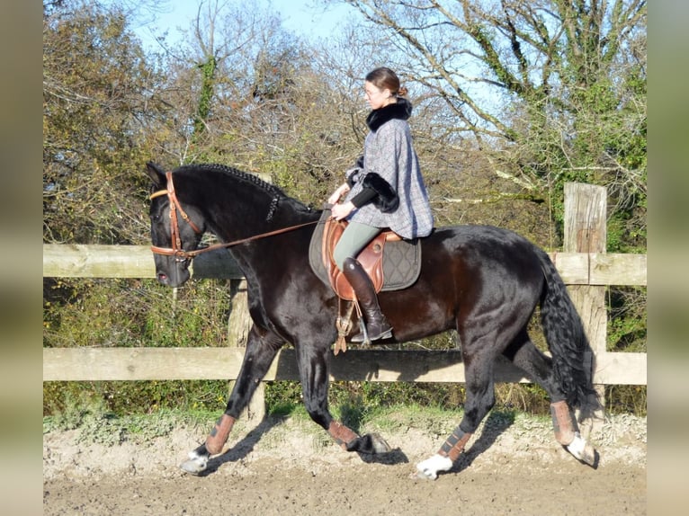 Andalusier Wallach 4 Jahre 166 cm Rappe in Extremadura