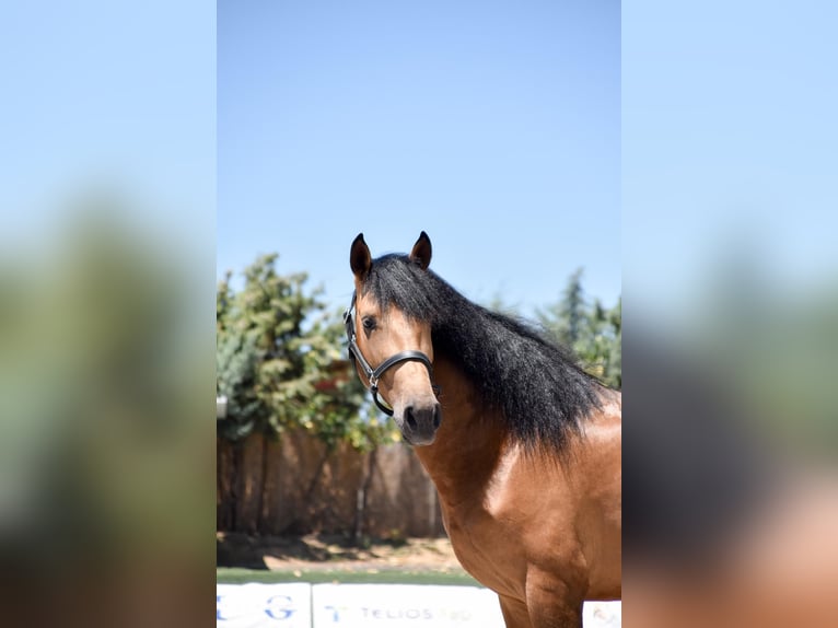 Andalusier Wallach 4 Jahre 170 cm Falbe in Mostoles
