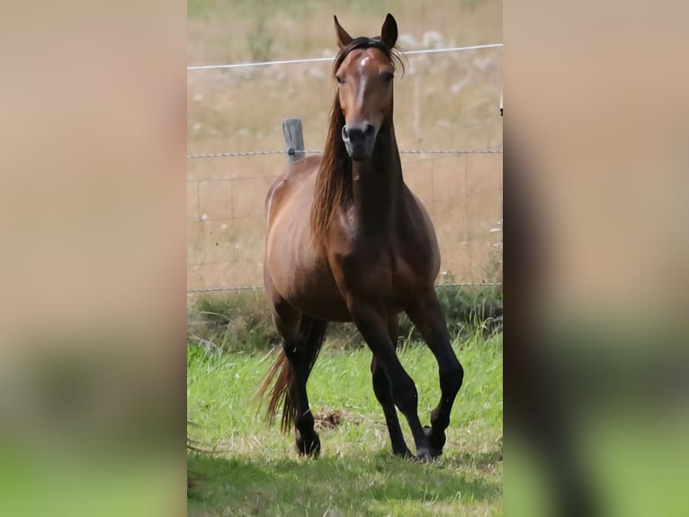 Andalusier Mix Wallach 4 Jahre Brauner in Bissendorf