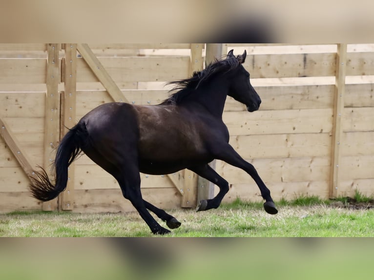 Andalusier Mix Wallach 4 Jahre Dunkelbrauner in Bissendorf