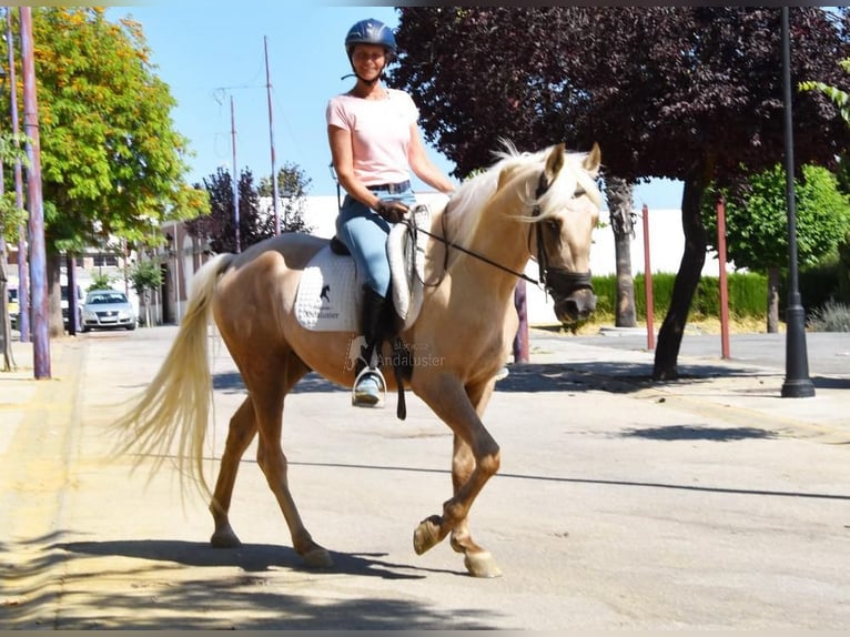 Andalusier Mix Wallach 4 Jahre Palomino in Userin