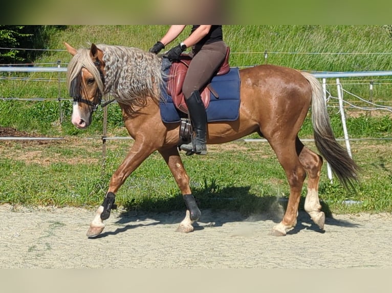 Andalusier Wallach 5 Jahre 145 cm Palomino in Engen