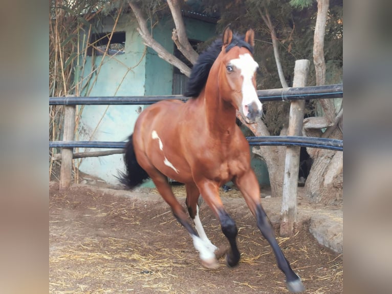 Andalusier Mix Wallach 5 Jahre 145 cm Schecke in Adra Almeria