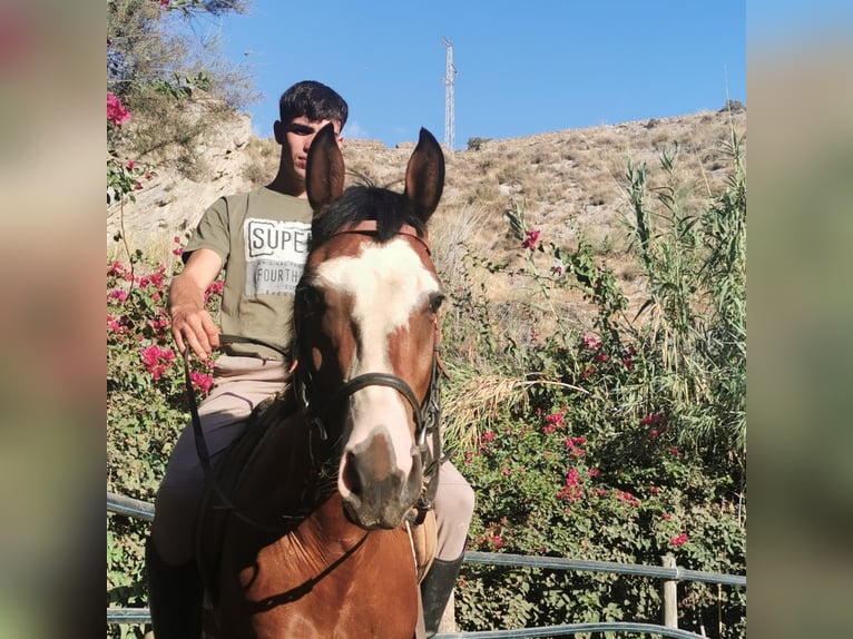 Andalusier Mix Wallach 5 Jahre 145 cm Schecke in Adra Almeria