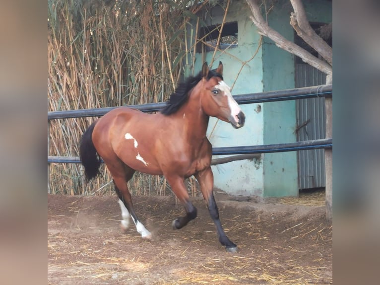 Andalusier Mix Wallach 5 Jahre 145 cm Schecke in Adra Almeria