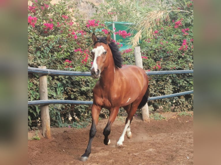 Andalusier Mix Wallach 5 Jahre 145 cm Schecke in Adra Almeria