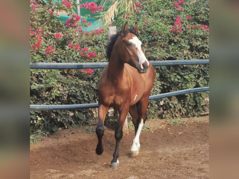 Andalusier Mix Wallach 5 Jahre 145 cm Schecke in Adra Almeria