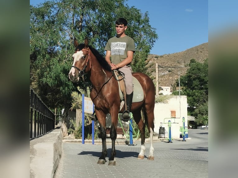 Andalusier Mix Wallach 5 Jahre 145 cm Schecke in Adra Almeria