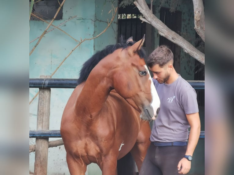 Andalusier Mix Wallach 5 Jahre 145 cm Schecke in Adra Almeria