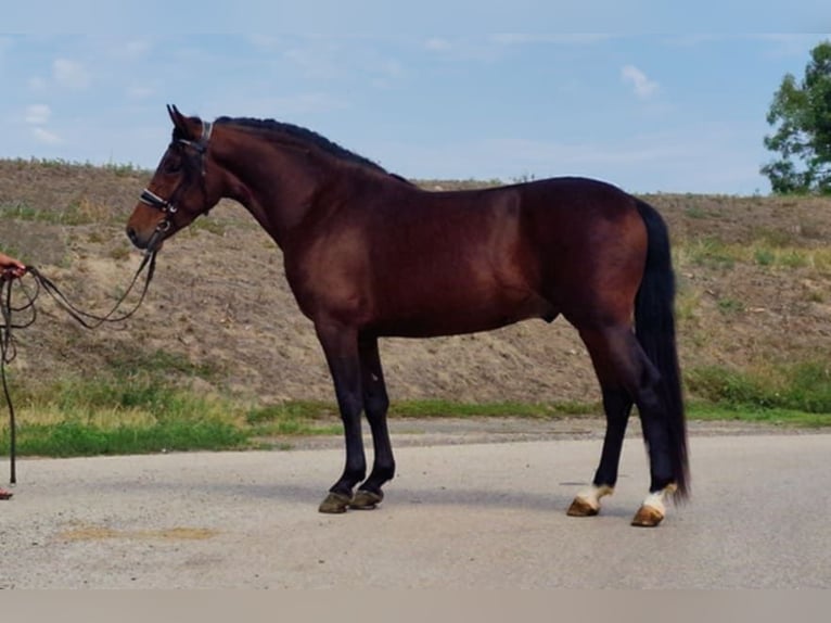 Andalusier Mix Wallach 5 Jahre 147 cm Brauner in Szarvas