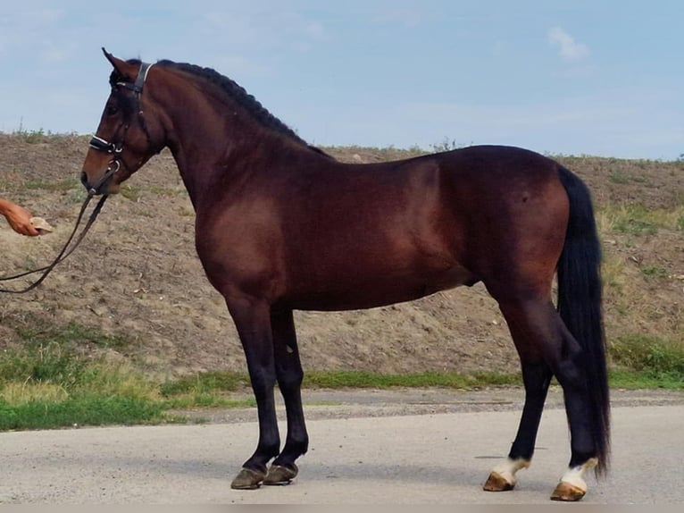 Andalusier Mix Wallach 5 Jahre 147 cm Brauner in Szarvas