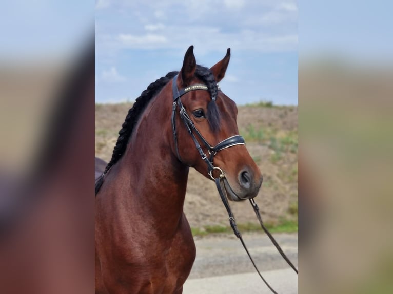 Andalusier Mix Wallach 5 Jahre 147 cm Brauner in Szarvas