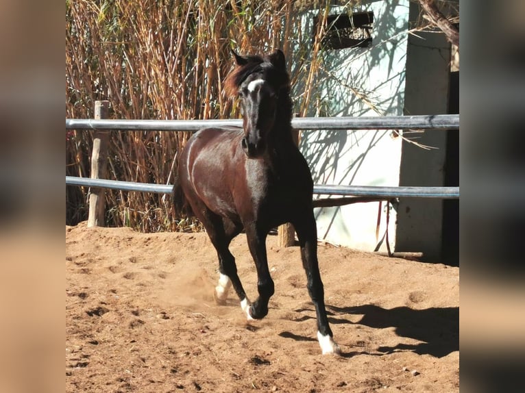 Andalusier Wallach 5 Jahre 147 cm Rappe in Adra Almeria