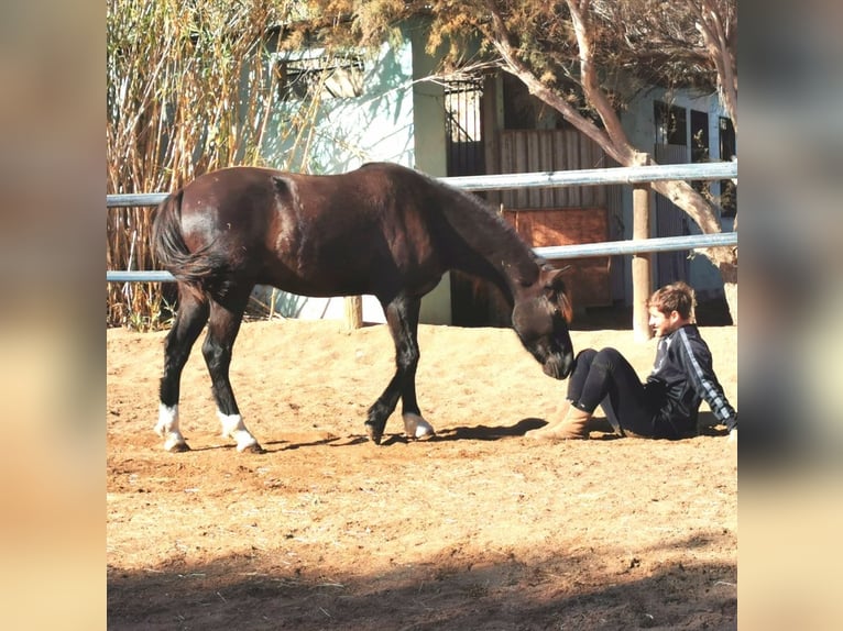 Andalusier Wallach 5 Jahre 147 cm Rappe in Adra Almeria