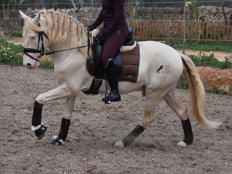 Andalusier Wallach 5 Jahre 149 cm Cremello in Mallorca