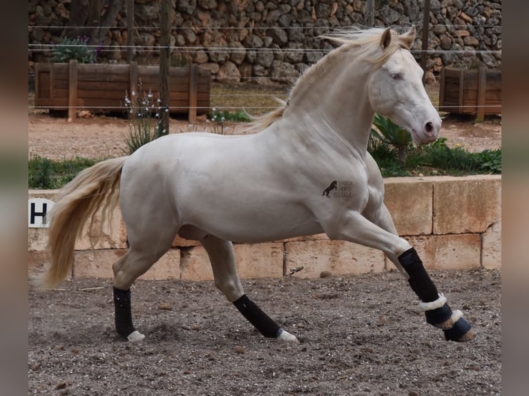 Andalusier Wallach 5 Jahre 149 cm Cremello in Mallorca