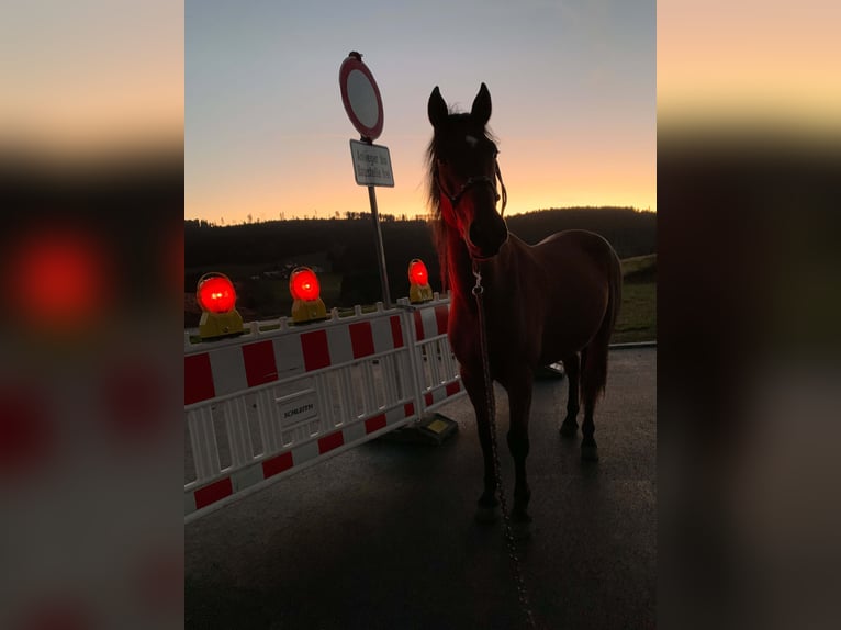 Andalusier Wallach 5 Jahre 150 cm Brauner in Herrischried