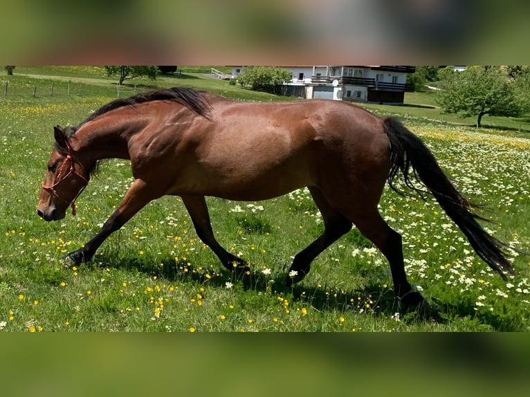 Andalusier Wallach 5 Jahre 150 cm Brauner in Herrischried