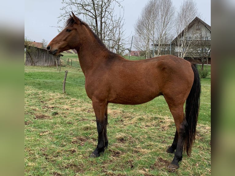 Andalusier Wallach 5 Jahre 150 cm Brauner in Herrischried
