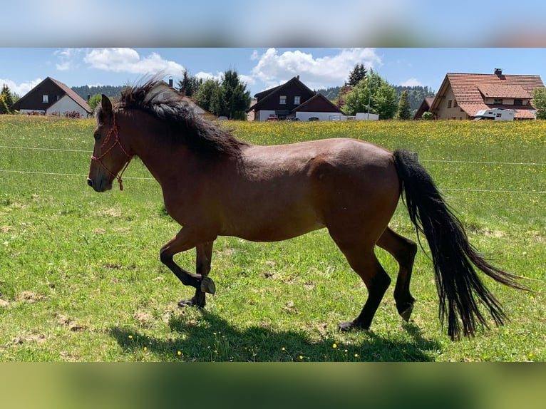 Andalusier Wallach 5 Jahre 150 cm Brauner in Herrischried