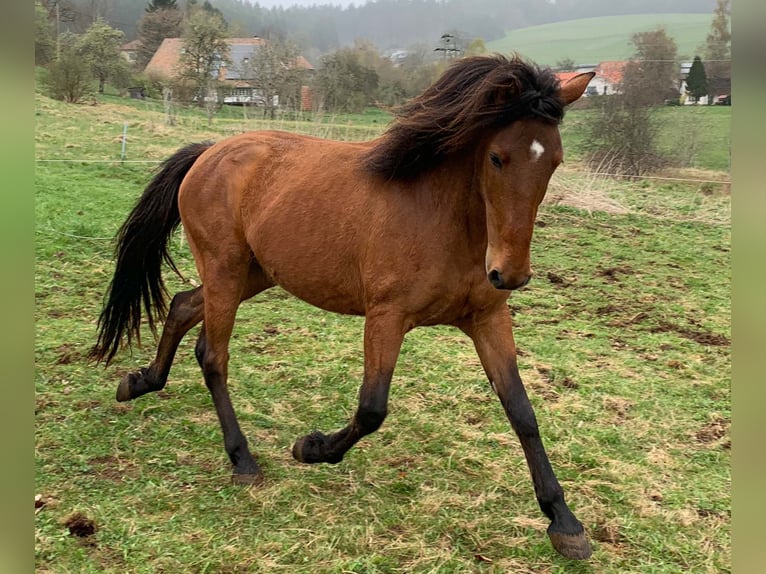 Andalusier Wallach 5 Jahre 150 cm Brauner in Herrischried