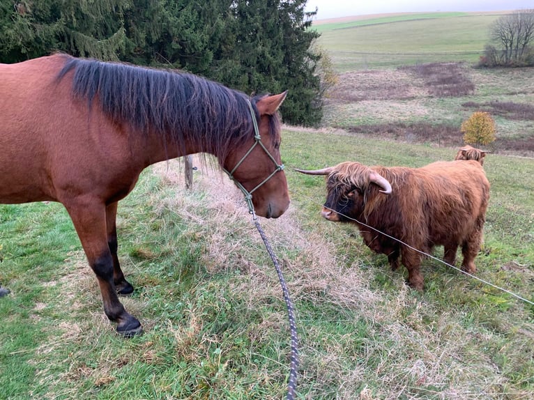 Andalusier Wallach 5 Jahre 150 cm Brauner in Herrischried