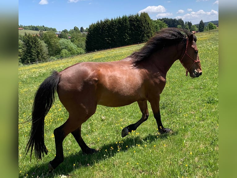 Andalusier Wallach 5 Jahre 150 cm Brauner in Herrischried