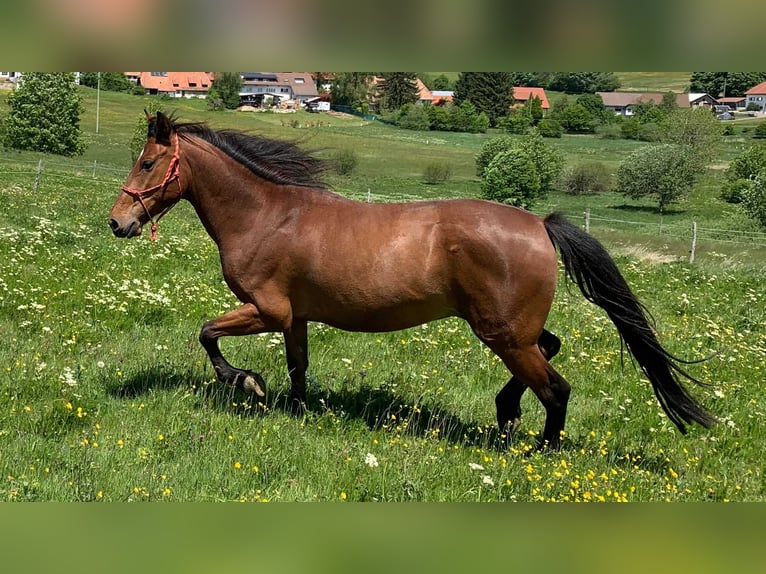 Andalusier Wallach 5 Jahre 150 cm Brauner in Herrischried