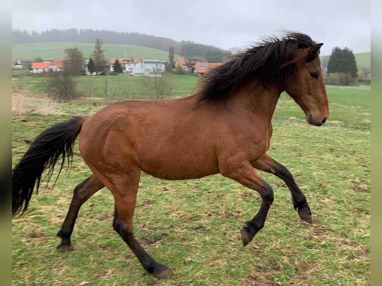 Andalusier Wallach 5 Jahre 150 cm Brauner in Herrischried