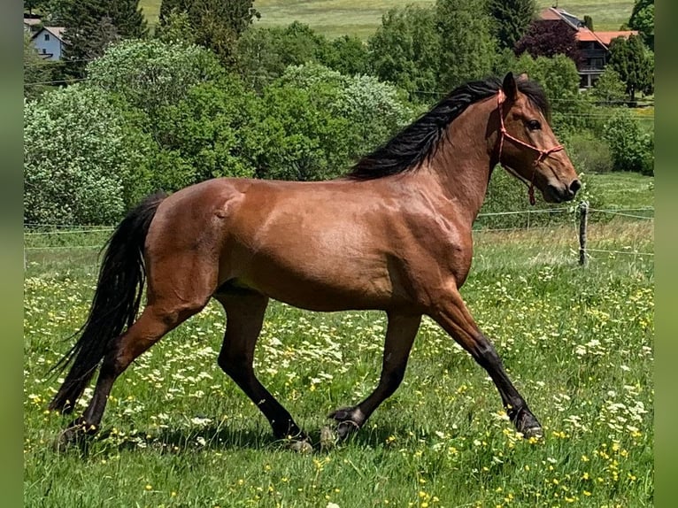 Andalusier Wallach 5 Jahre 150 cm Brauner in Herrischried