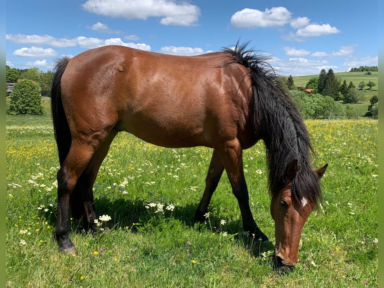 Andalusier Wallach 5 Jahre 150 cm Brauner in Herrischried