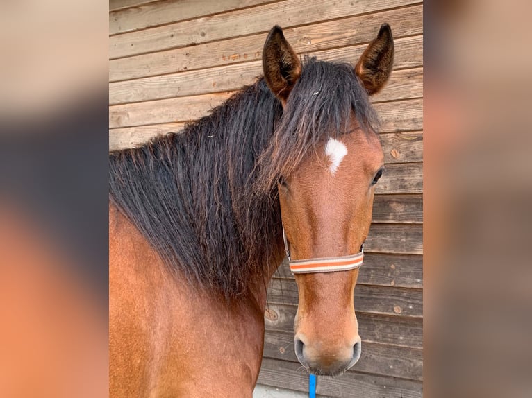 Andalusier Wallach 5 Jahre 150 cm Brauner in Herrischried