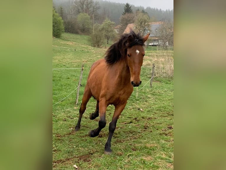 Andalusier Wallach 5 Jahre 150 cm Brauner in Herrischried
