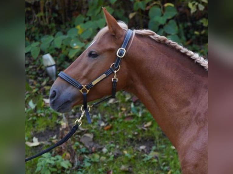 Andalusier Mix Wallach 5 Jahre 150 cm Fuchs in München