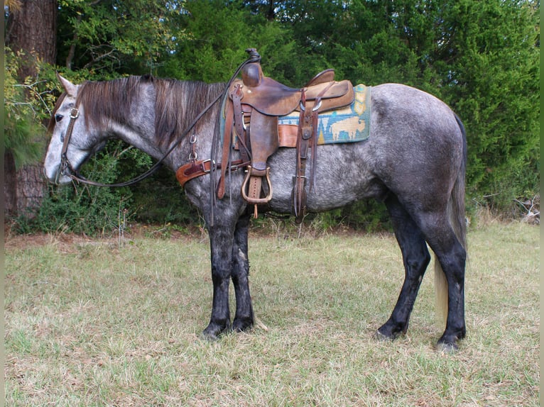 Andalusier Wallach 5 Jahre 150 cm Schimmel in risk tx