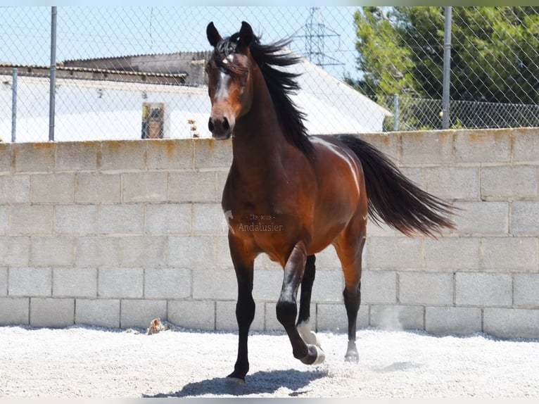 Andalusier Wallach 5 Jahre 151 cm Dunkelbrauner in Provinz Granada