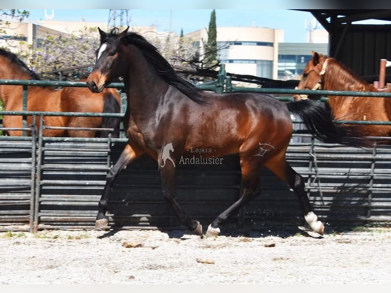 Andalusier Wallach 5 Jahre 151 cm Dunkelbrauner in Provinz Granada